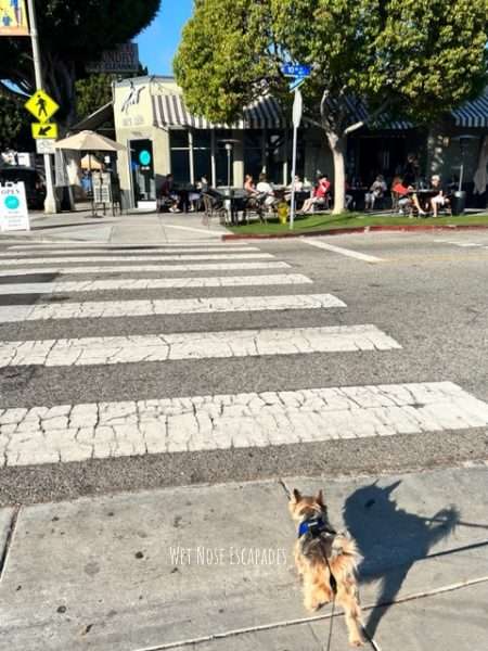 is santa monica dog friendly