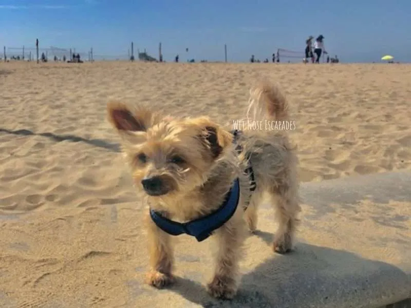 is santa monica dog friendly