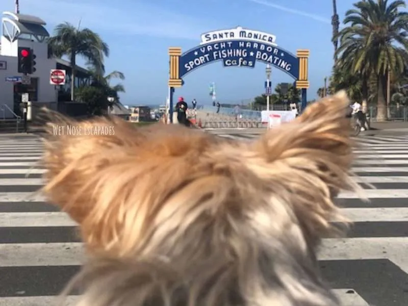 is santa monica dog friendly