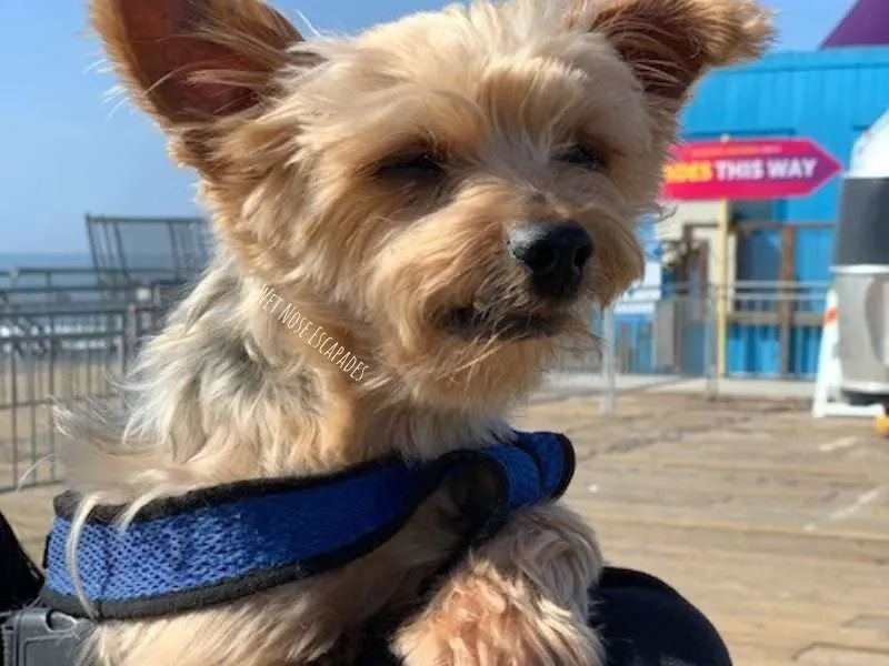 is santa monica dog friendly