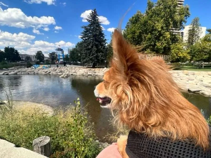 Find Out Why You Should NOT Take Your Dog to Reno, NV  
