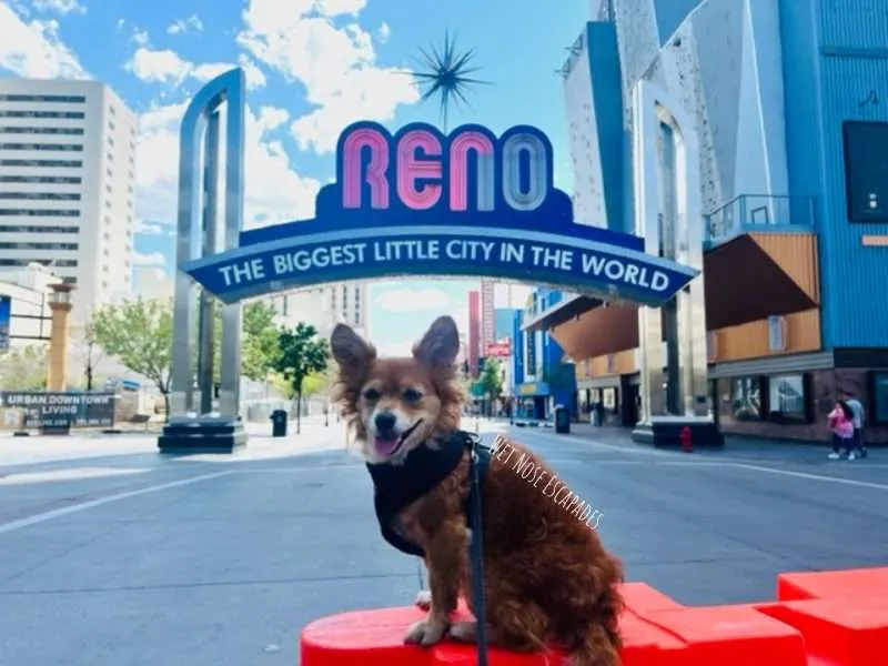 Find Out Why You Should NOT Take Your Dog to Reno, NV  