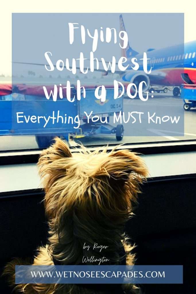 Southwest flying store with a dog