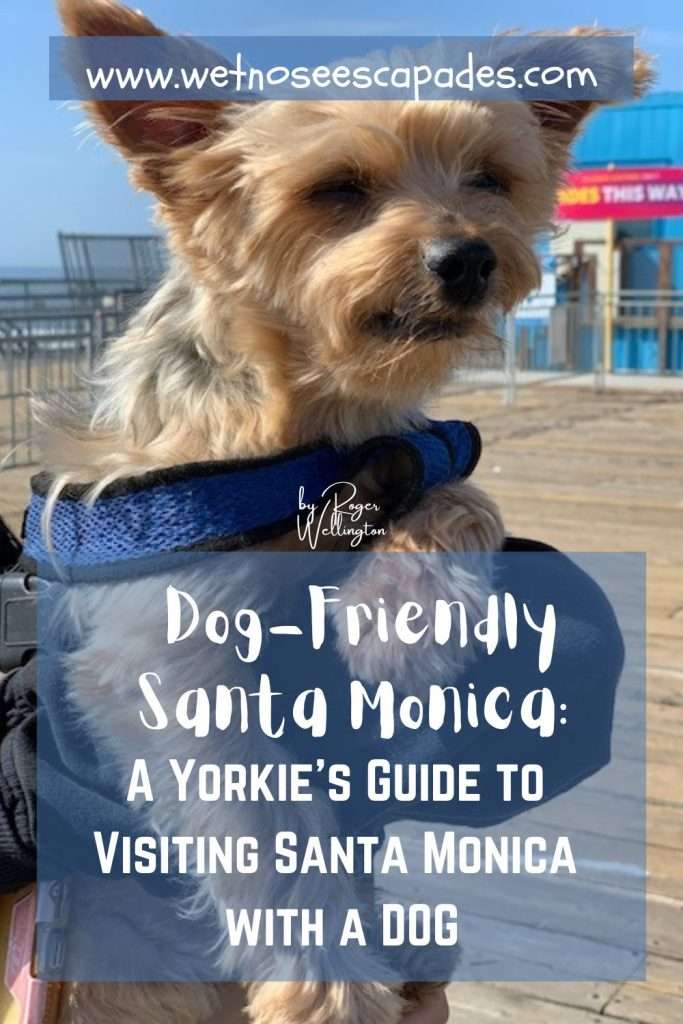 Dog-Friendly Santa Monica: A Yorkie's Guide to Visiting Santa Monica with a DOG