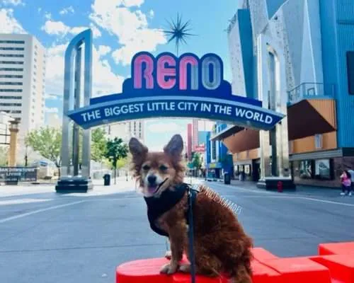 Is Reno Dog-Friendly? Find Out Why You Should NOT Take Your Dog to Reno, NV