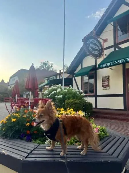 How to Spend One PAWFECT Day in Solvang with a Dog
