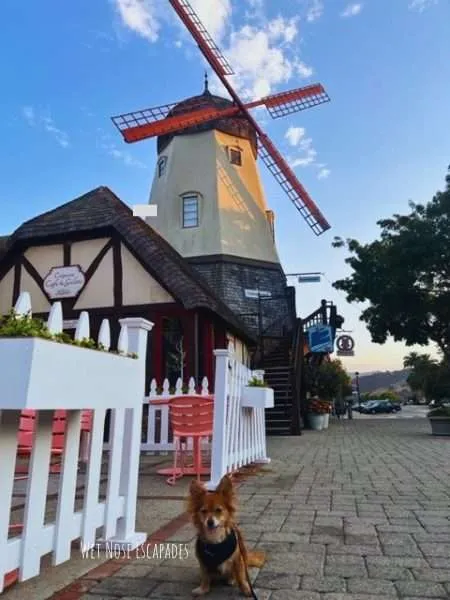 How to Spend One PAWFECT Day in Solvang with a Dog