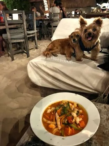 dog friendly restaurants playa del carmen