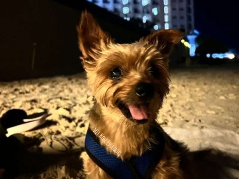 Where to Stay in Cancun with Your Dog: Pet-Friendly Resorts & Hotels