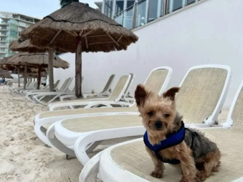 Where to Stay in Cancun with Your Dog: Pet-Friendly Resorts & Hotels