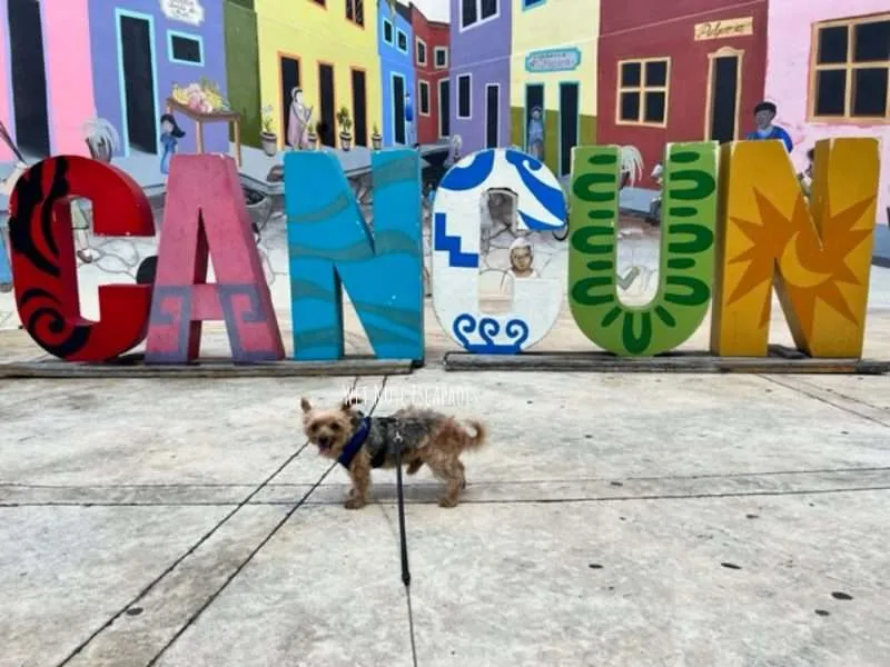 hotel zone cancun dog
