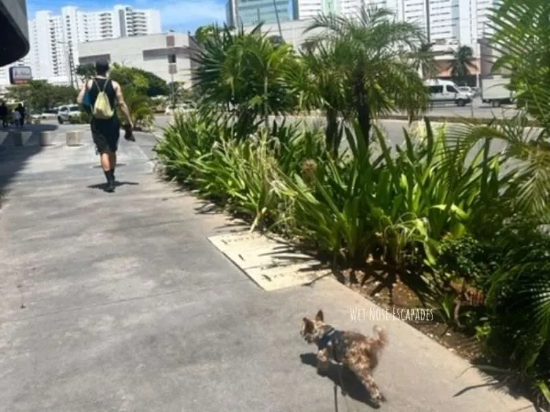 downtown cancun dog friendly