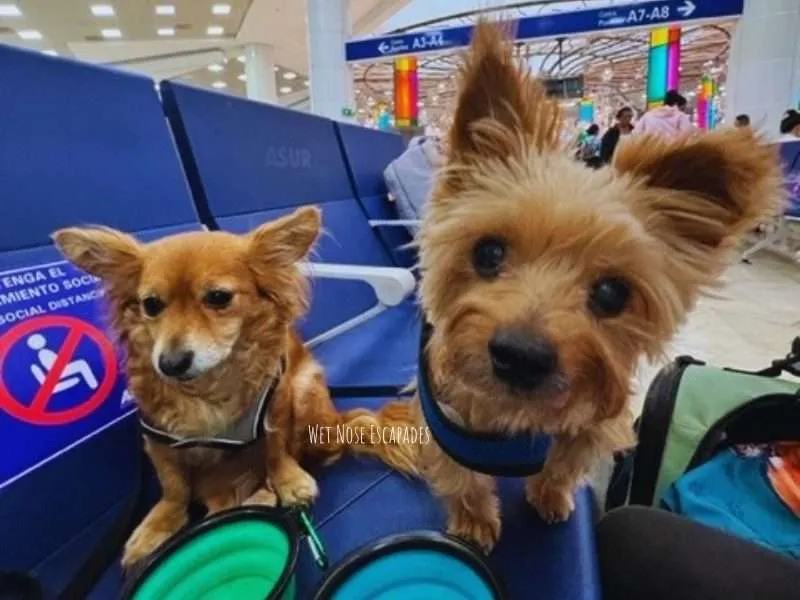 flying internationally with two dogs