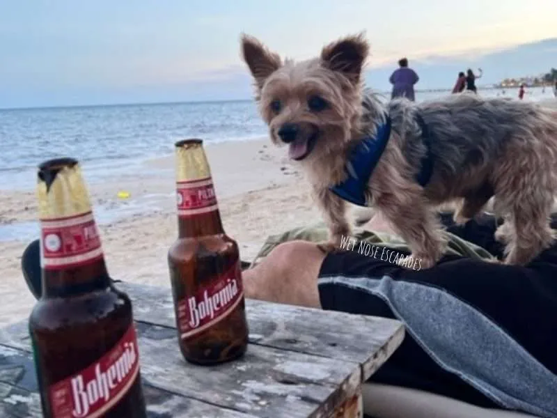 dog friendly day clubs playa del carmen
