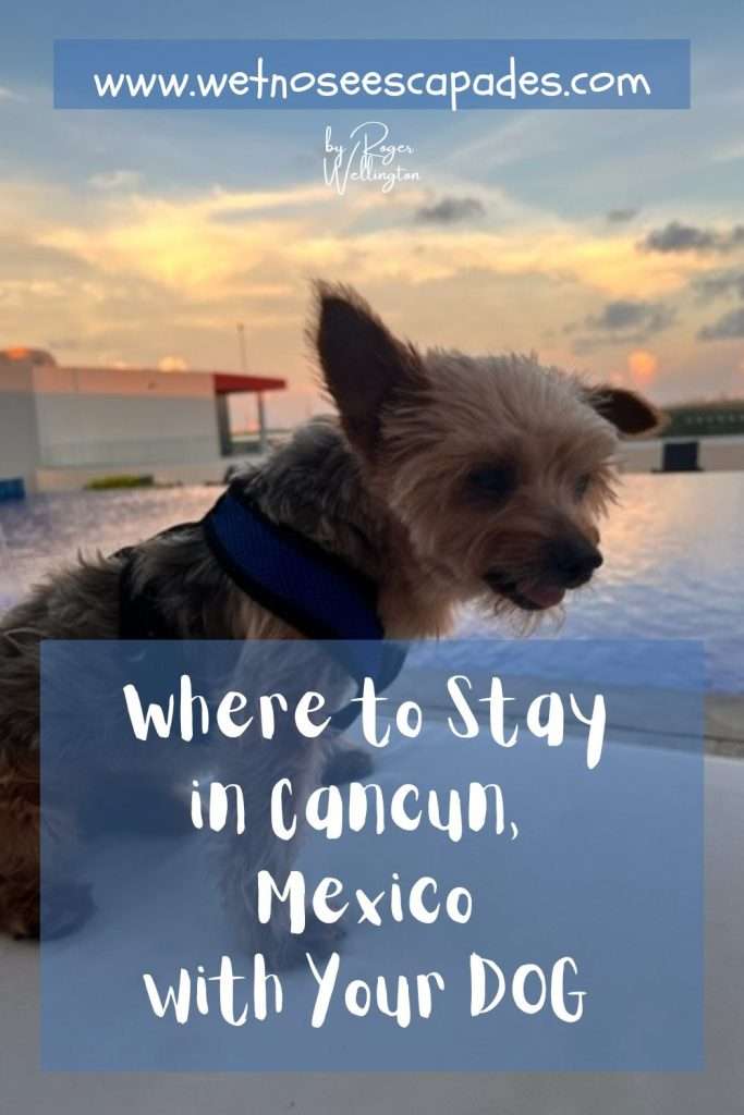 Where to Stay in Cancun with Your Dog: Pet-Friendly Resorts & Hotels
