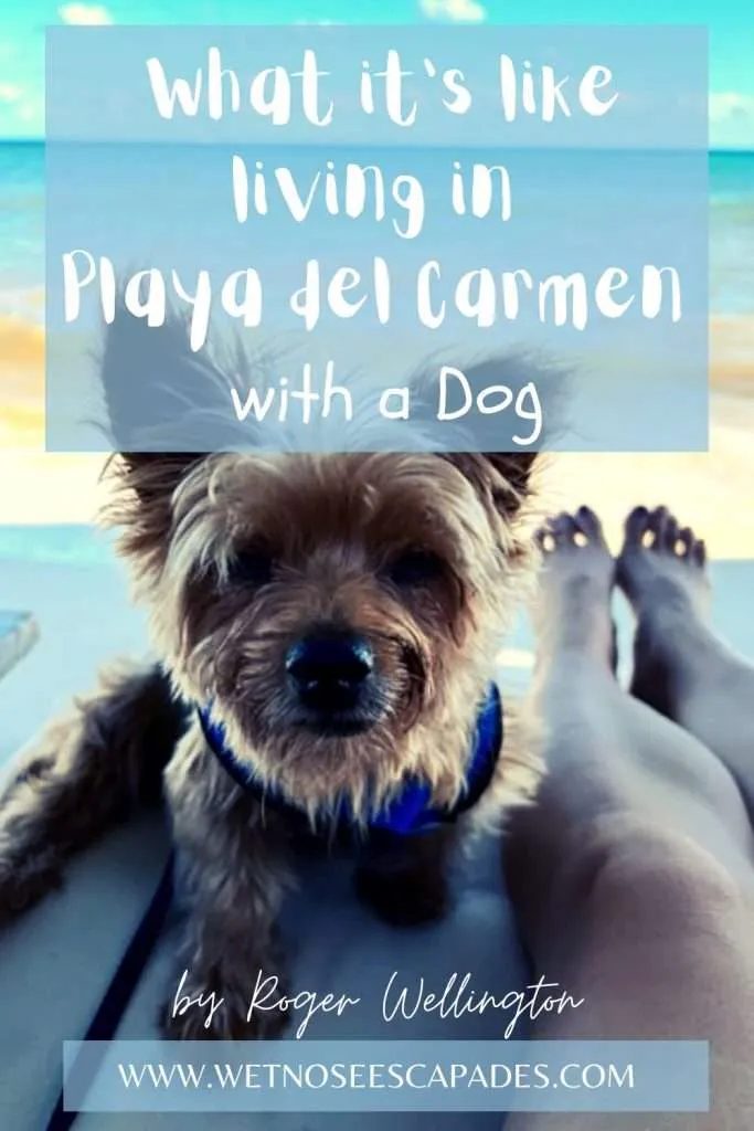 What it's like living in Playa del Carmen, Mexico with a DOG