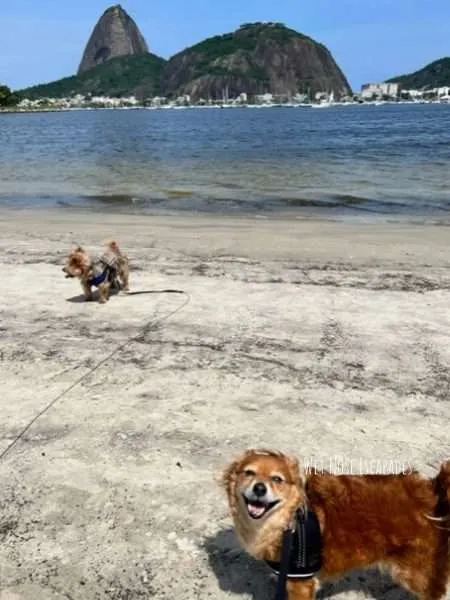 Inside Rio's Dog-Friendly Mall: A Yorkie's Guide to Botafogo Praia (2024) -  Wet Nose Escapades