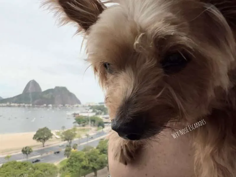 Inside Rio's Dog-Friendly Mall: A Yorkie's Guide to Botafogo Praia