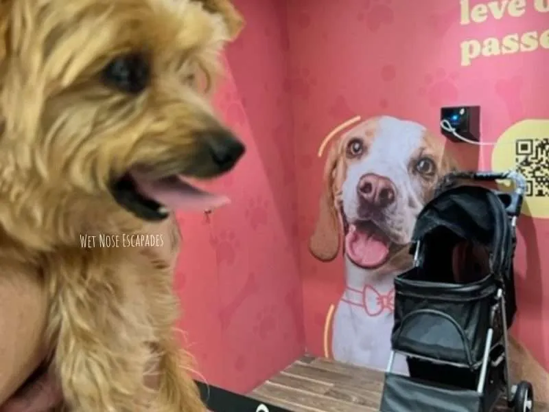 Inside Rio's Dog-Friendly Mall: A Yorkie's Guide to Botafogo Praia