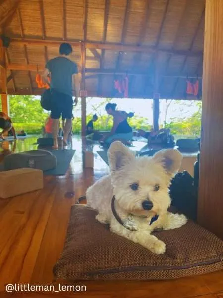 Traveling to Costa Rica with a DOG: A Yorkie-Pom's Wet Nose Escapade