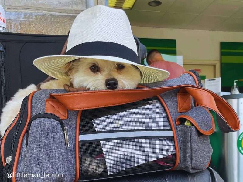 Traveling to Costa Rica with a DOG: A Yorkie-Pom's Wet Nose Escapade