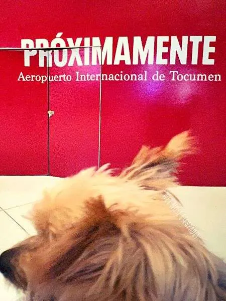 yorkie dog at tocumen airport panama city