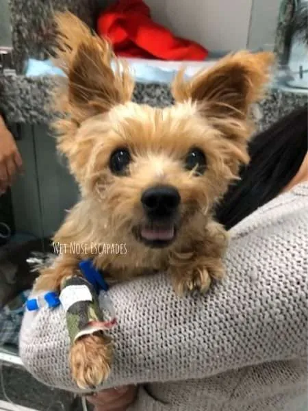 A Yorkie's Long Battle with Collapsed Trachea