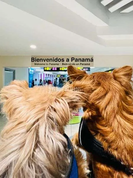yorkie and papshund dogs travel to panama city_at tocumen airport