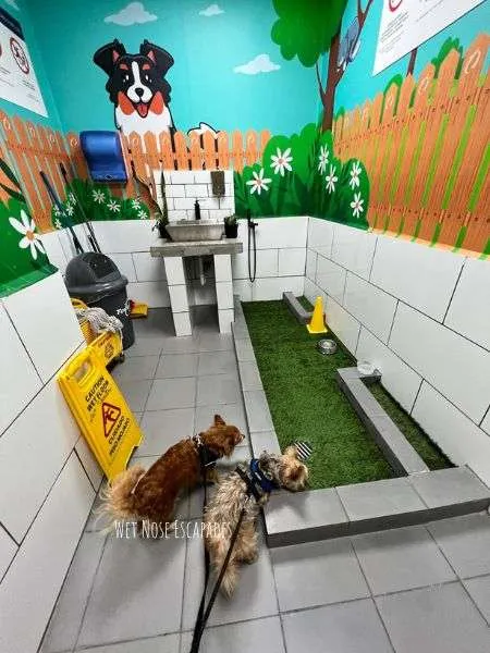 dogs using pet relief area at tocumen airport