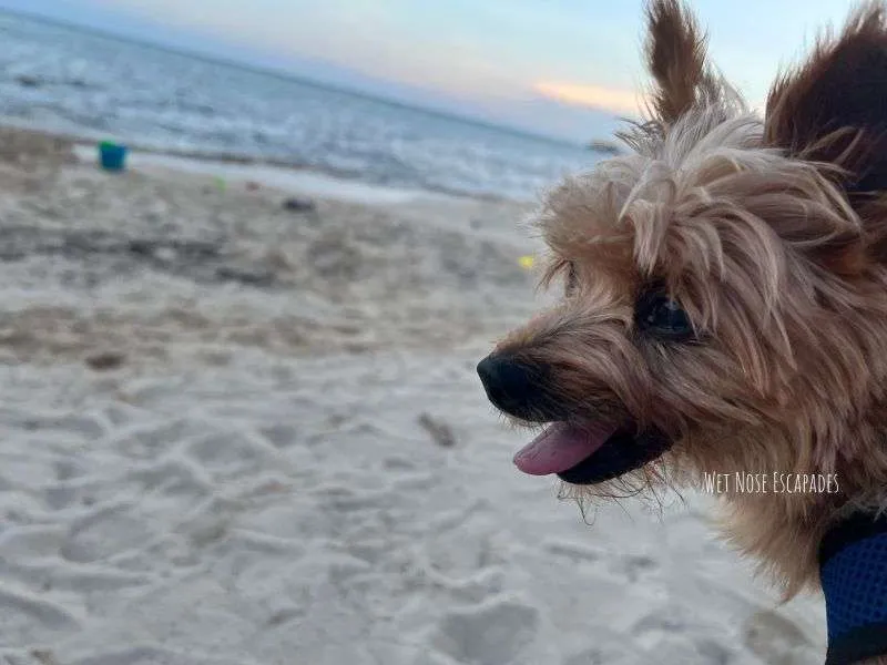 yorkie at dog friendly beach in cozumel
