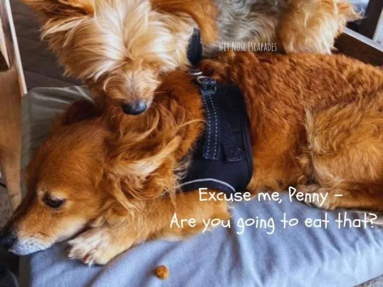 How to Get a Yorkie to Eat Dry Food (2024) Wet Nose Escapades