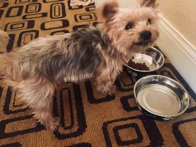 How to Get a Yorkie to Eat Dry Food