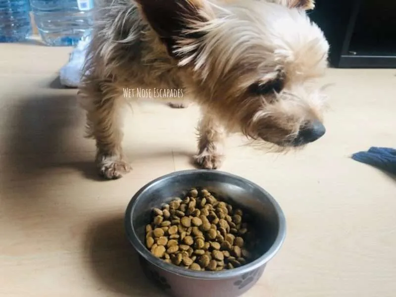 How to Get a Yorkie to Eat Dry Food