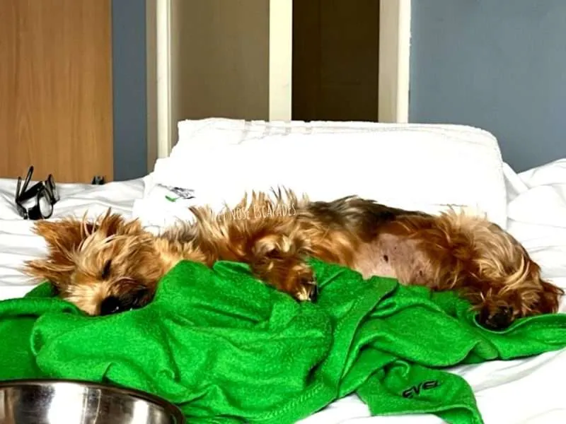 A Yorkie's Long Battle with Collapsed Trachea