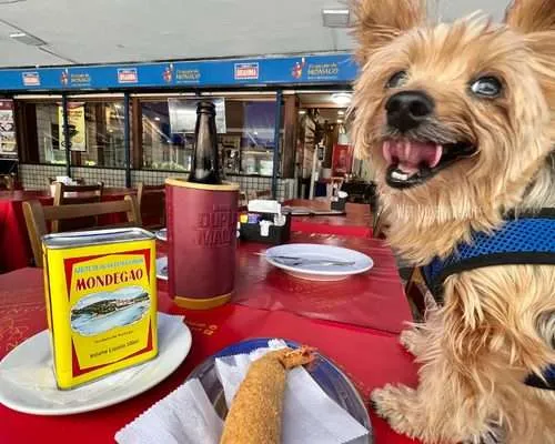 Moving to Brazil with a DOG: The Traveling Yorkie BARKS All