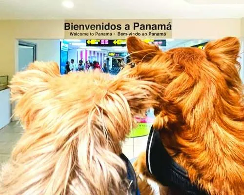Pet Relief Area at Tocumen Airport in Panama City: A Yorkie's Honest Review
