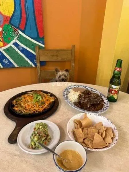 yorkie dog at dog friendly restaurant in cozumel