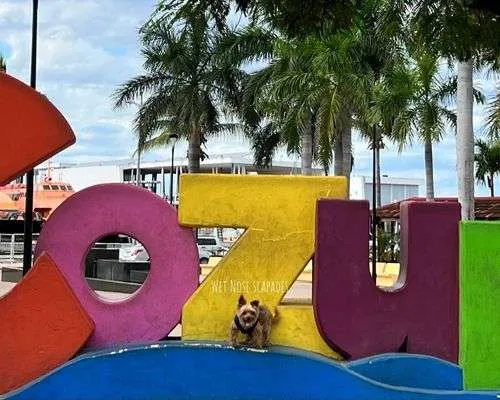 Yorkie at Cozumel sign