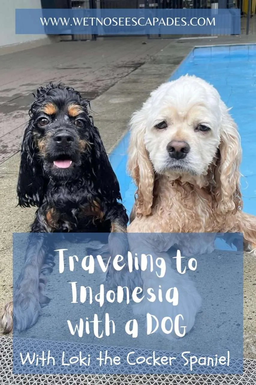 Traveling to Indonesia with a DOG (from the U.S.), with Loki the Cocker Spaniel