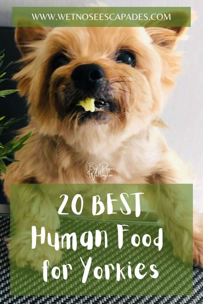 Best dog food for yorkies clearance 2019