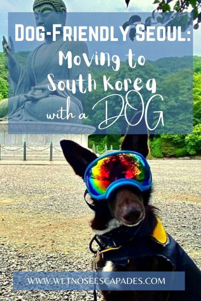 Dog-Friendly Seoul: Moving to South Korea with a DOG