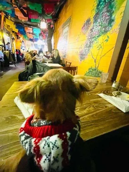 dachshund dog at tres hermanas sacramento dog friendly restaurant