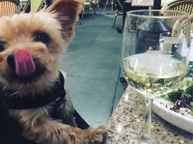 yorkie dog at zocalo sacramento dog friendly restaurant