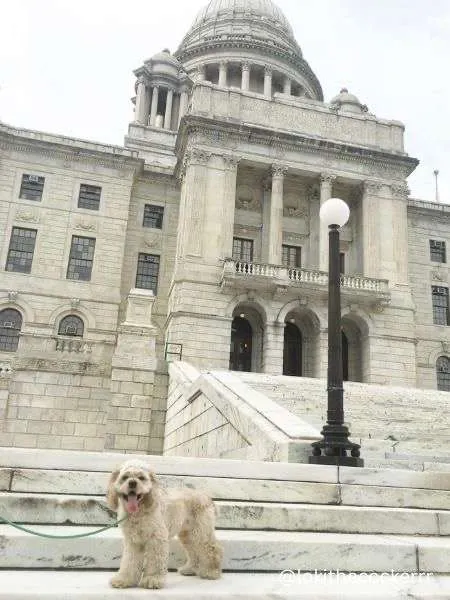 dog moves to jakarta from boston, trip to rhode island