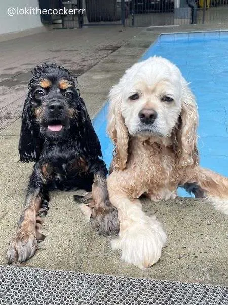 two cocker spaniels swimming in jakarta