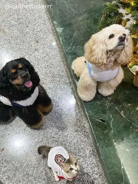two cocker spaniels and a kitten living in jakarta, indonesia