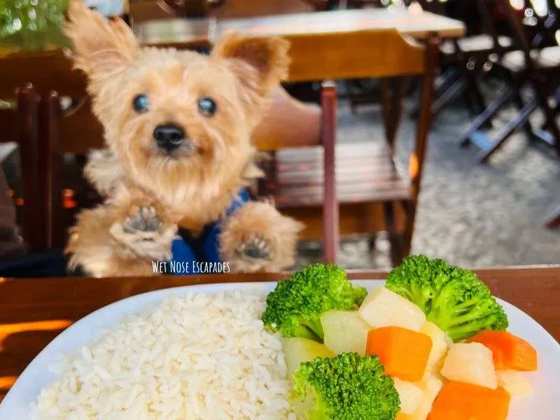 20 BEST Human Foods for Yorkies Updated 2024 Wet Nose Escapades