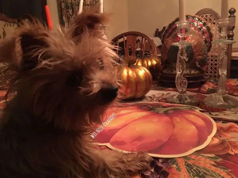 yorkie dog at thanksgiving dinner
