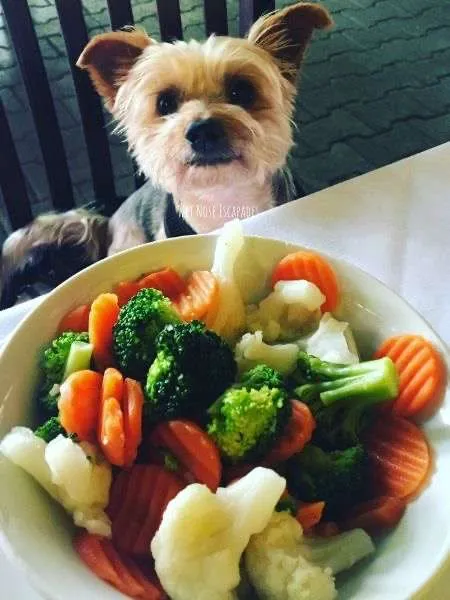 can yorkie puppies eat carrots