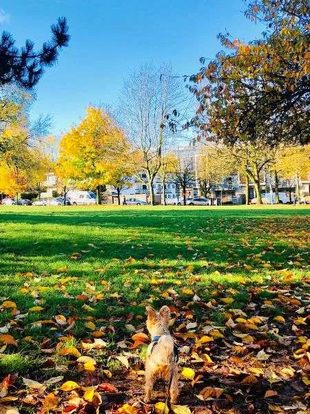 dog-friendly park vancouver